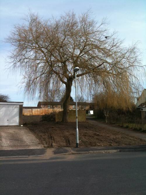 The willow tree before work starts