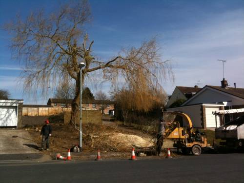 Tree felling in progress