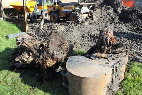 Willow and apple tree roots excavated from site
